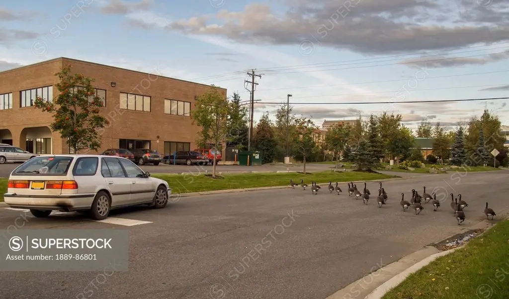 Usa, Alaska, Flock Of Canada Geese (Branta Canadensis) Crossing Road During Migration; Anchorage