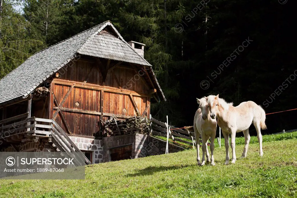 Italy, Alto Adige, Dolomites, Two Horses In Farm Yard With Barn In Background; Bolzano