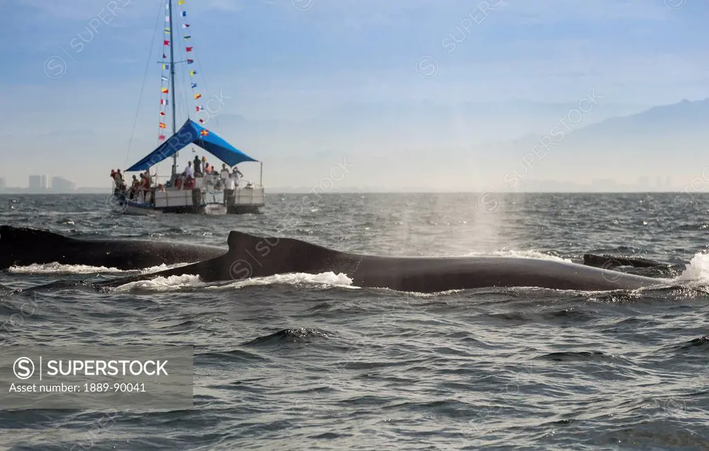 Tourists watching Humpback Whale (Eschrichtius robustus); Banderas Bay, Puerto Vallarta, Mexico