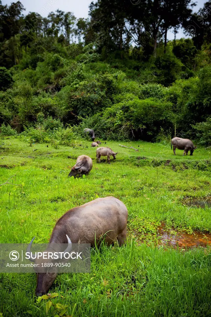 Water buffalo (Bubalus bubalis) in a pasture; Chiang Mai, Thailand