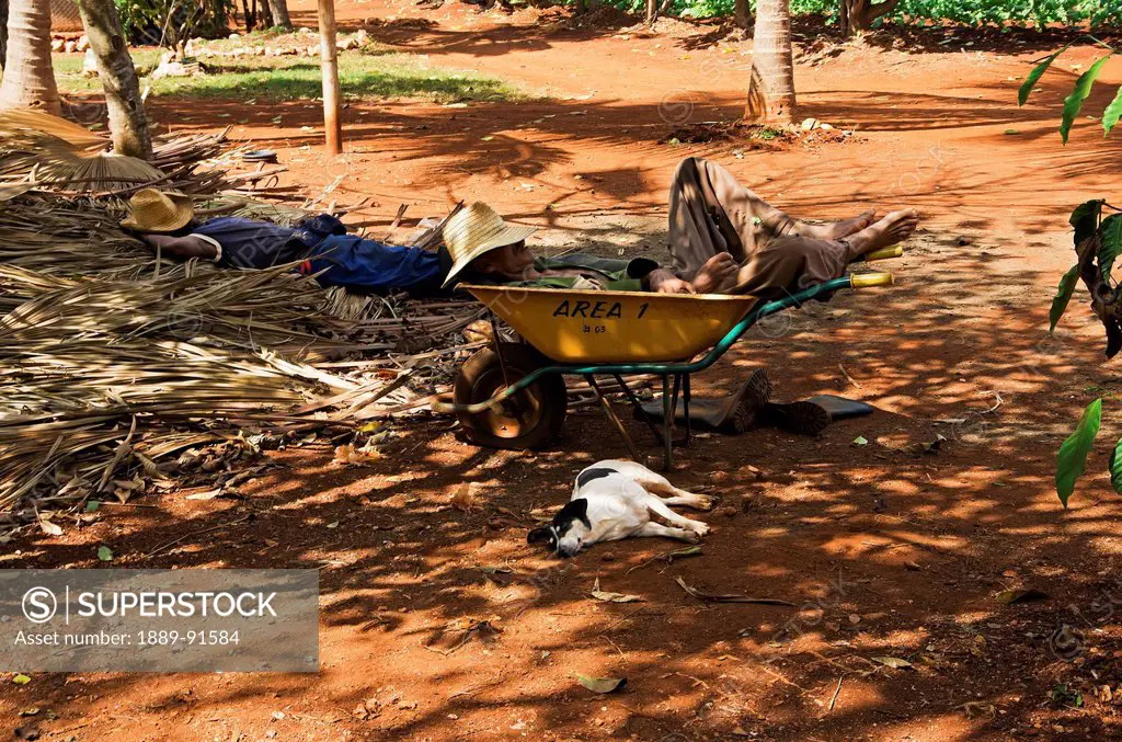 Workers And A Dog Take Long Deserved Rest During Lunch Hour At Organoponicos De Alamara; Havana, Artemisa, Cuba