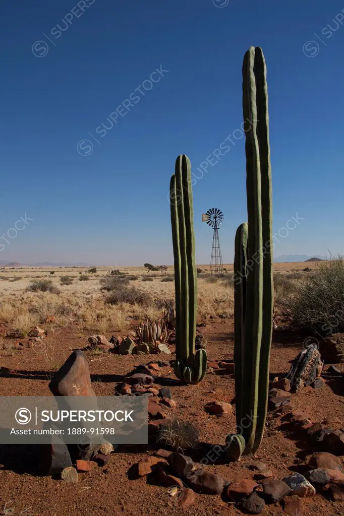 Cactus And Windmill; Namibia