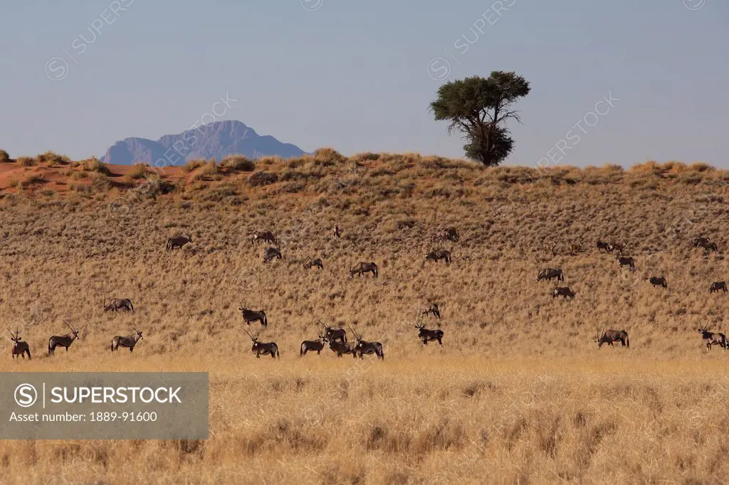 Oryx Herd In An Arid Field; Namibia