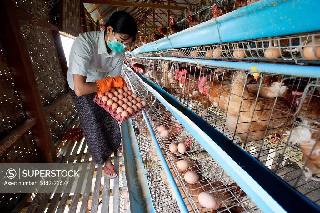 Farmers In Bago During An Outbreak Of Bird Flu Or H5N1, Collecting And Stacking Eggs For Sale; Yangon, Burma
