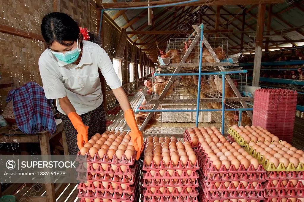 Farmers In Bago During An Outbreak Of Bird Flu Or H5N1, Collecting And Stacking Eggs For Sale; Yangon, Burma