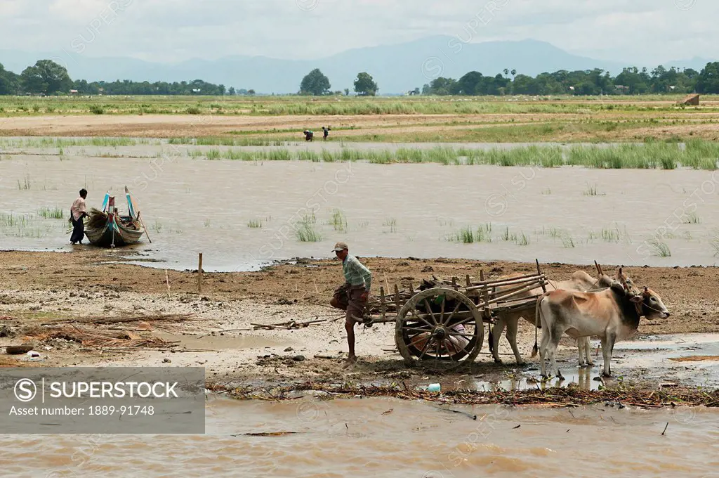 Farmers Who Live Close To The River, Moving Their Camp As The River Rises, Ayeyarwady River, Mingun, Myanmar; Ayeyarwady, Burma