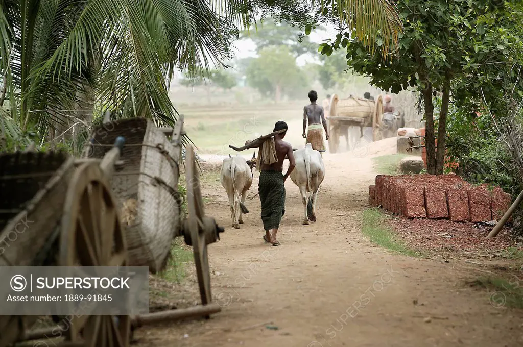 Buffalo and farm workers walking down village road; Ratapata Village, Badamba, India
