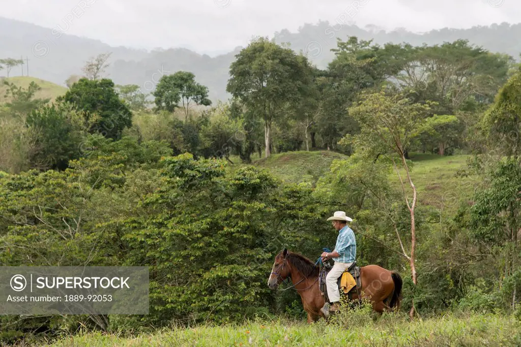 A Man Rides Horseback Through A Tree Filled Landscape; Zacapa, Guatemala