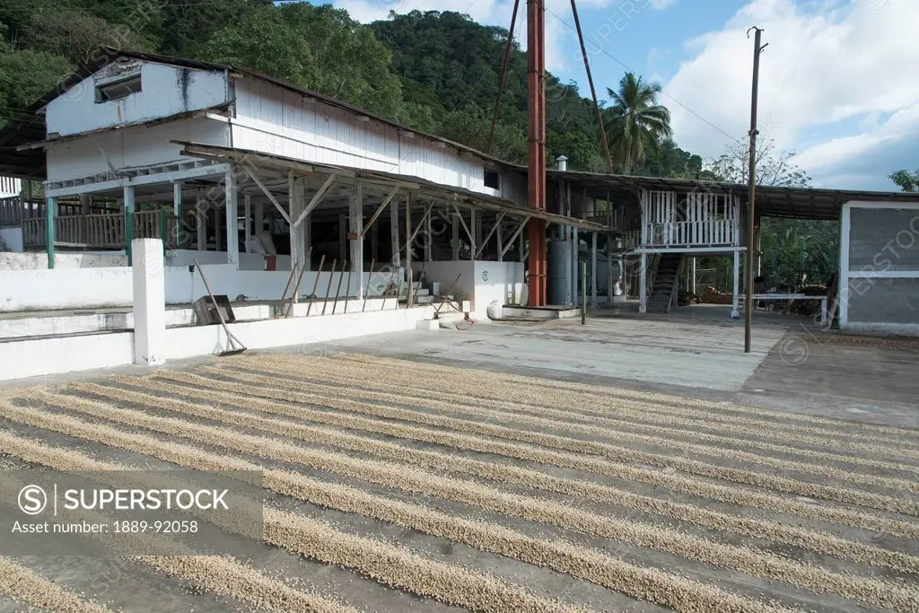 Coffee Plantation; Zacapa, Guatemala