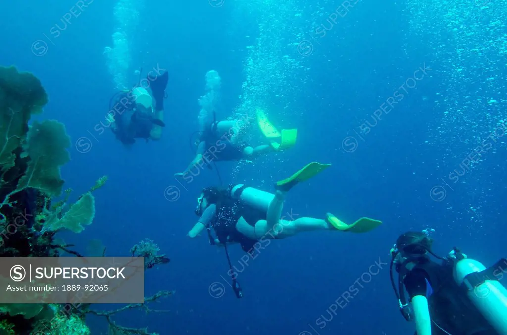 Scuba Divers; Utila Island, Honduras