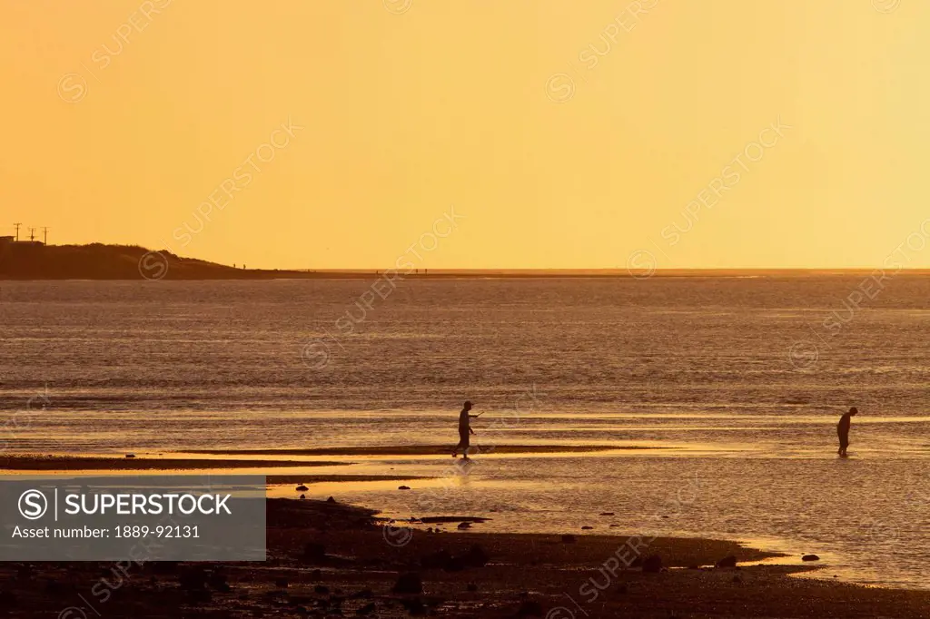 Locals Searching For New Zealand Mussels At Sunset On The Raglan Peninsula; New Zealand