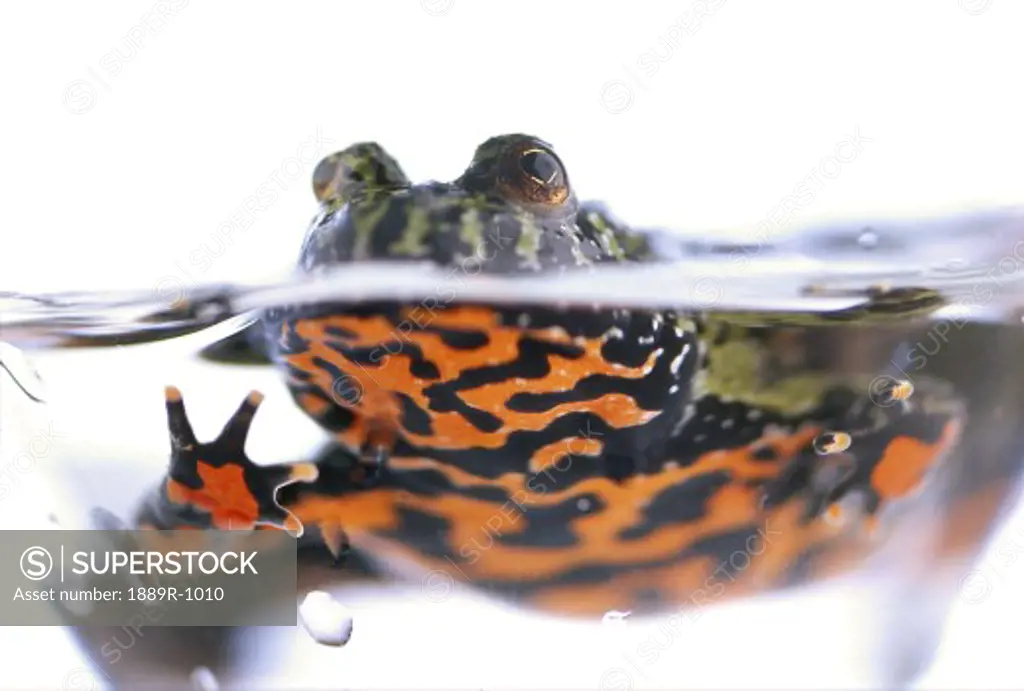 Firebelly toad in water