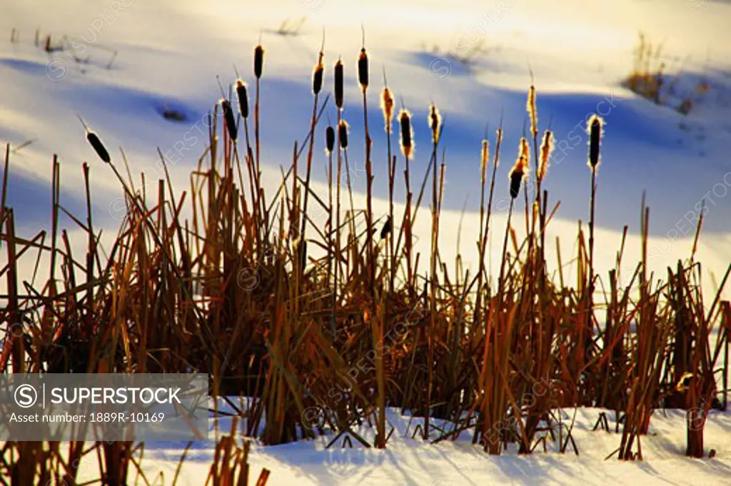 Cat tails in winter