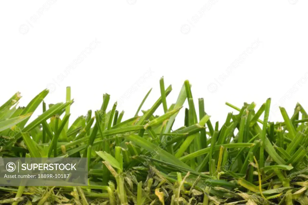 Close-up of grass blades