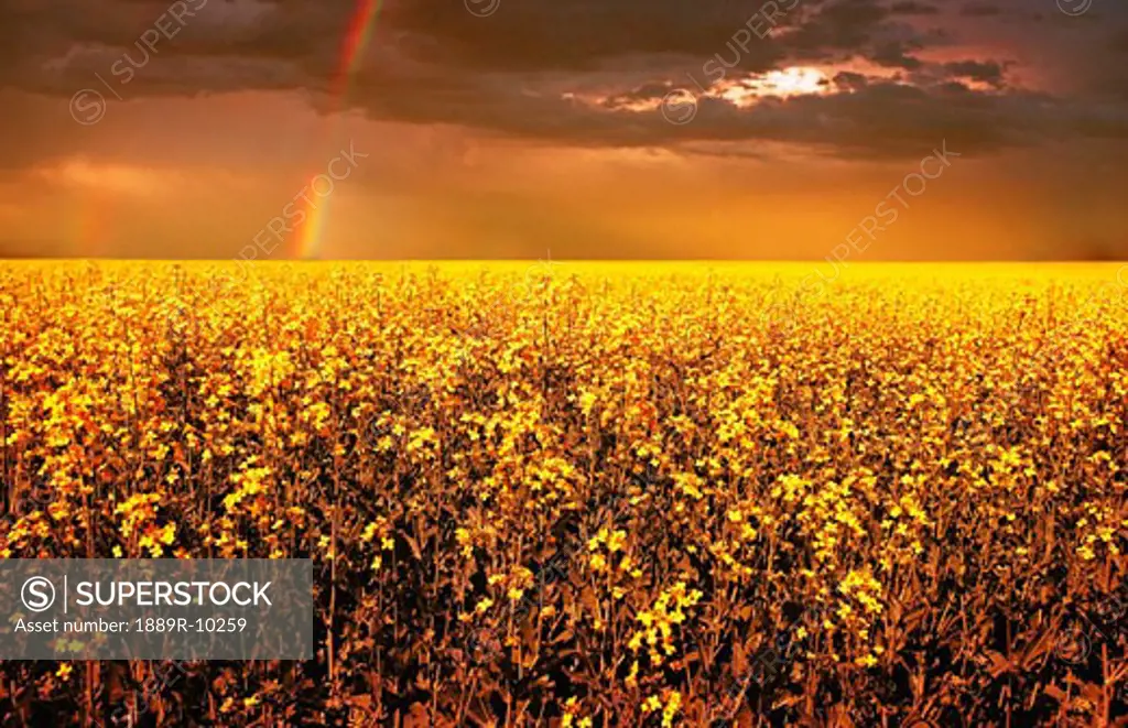 A field of canola with a rainbow