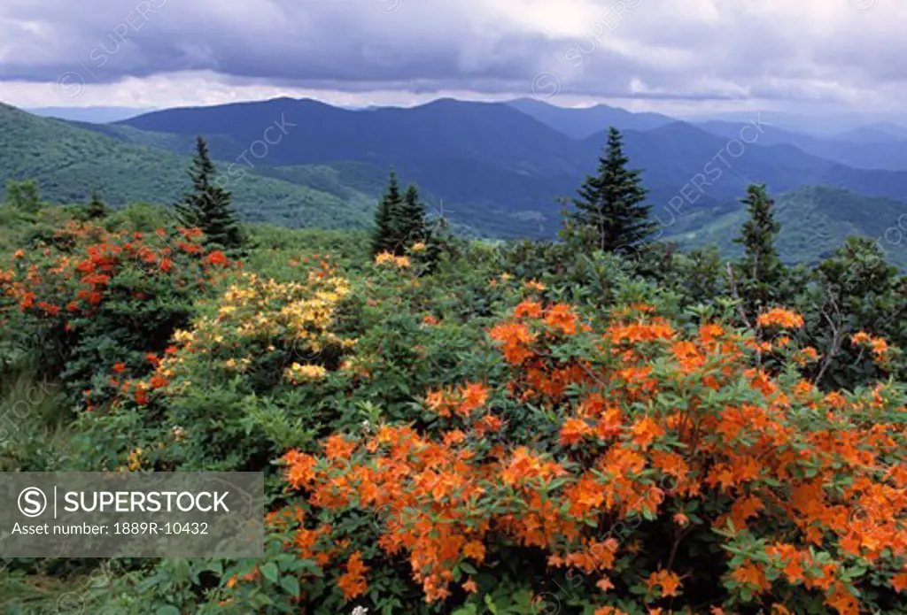 Colorful plants with mountain scenery