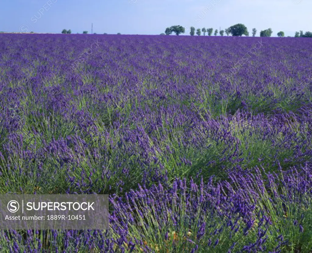 Lavender plants in southern France