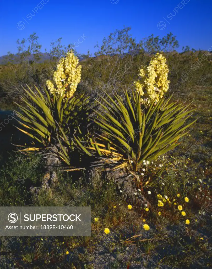 Blooming yucca plants