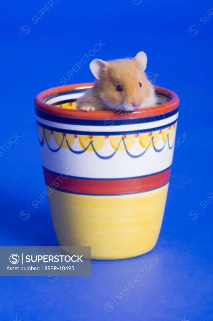 Cup 'O Hamster
