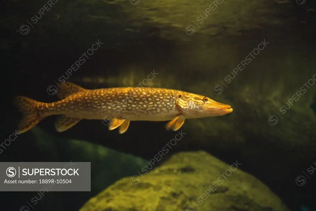 Underwater view of northern pike