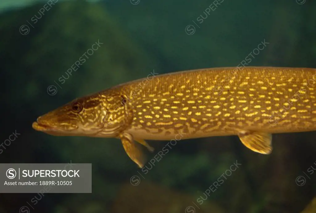 Underwater view of northern pike