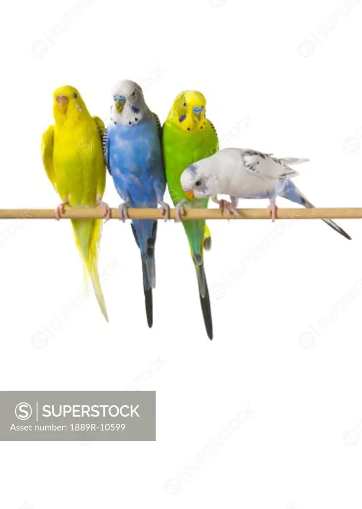 Budgie birds on a perch