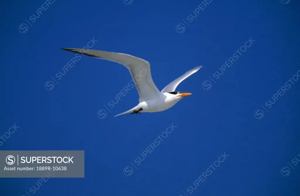 Royal tern seabird in flight