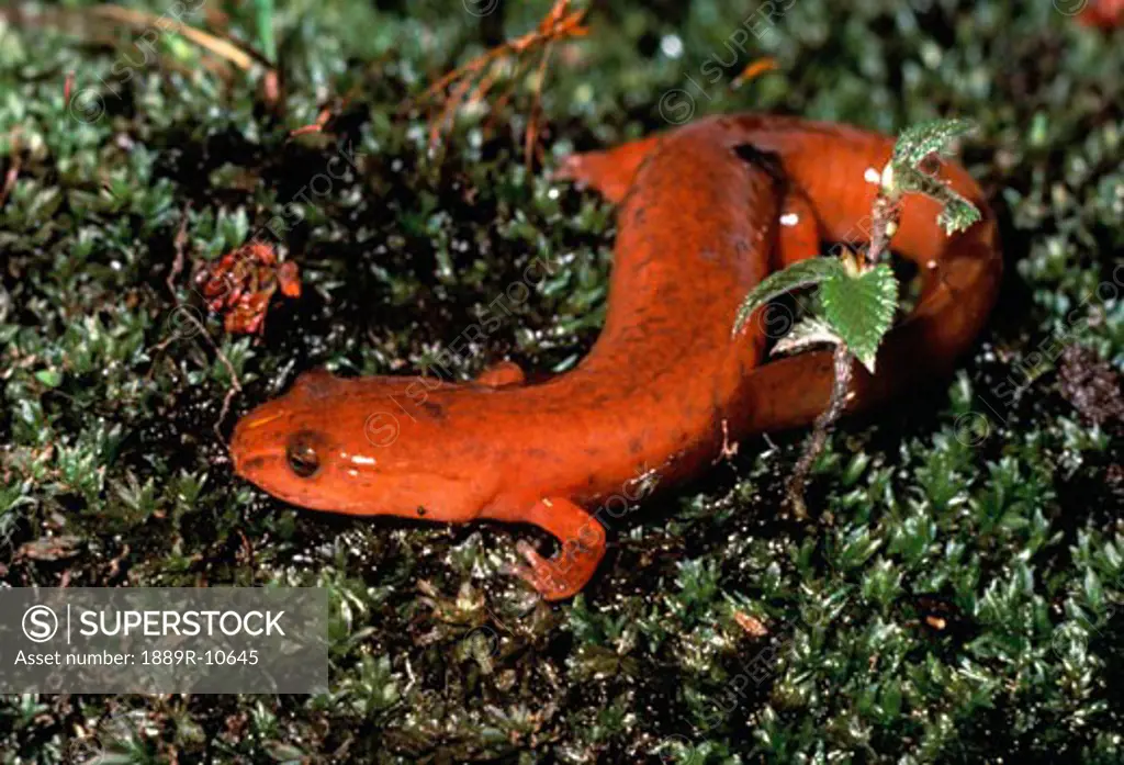 Northern spring salamander on moss