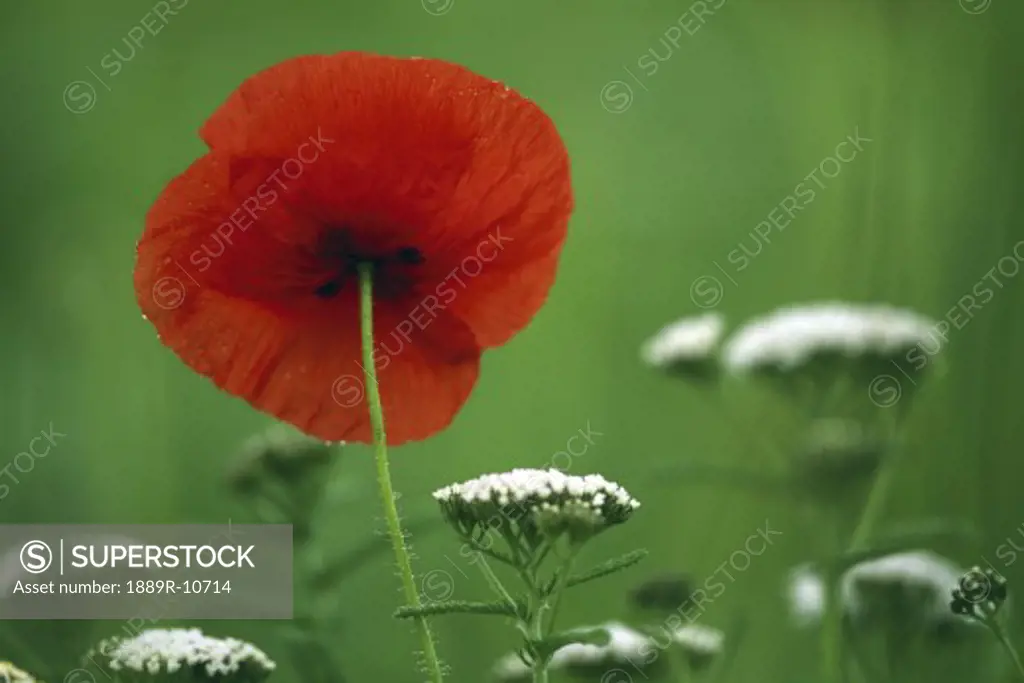Red poppy seen from the back
