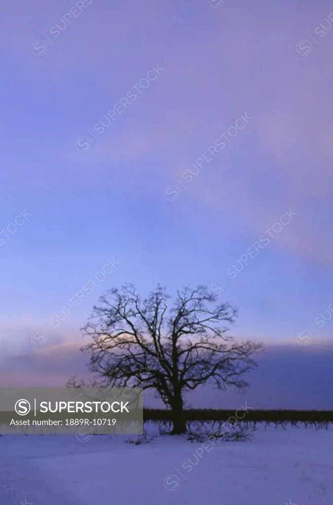Single oak tree at dusk