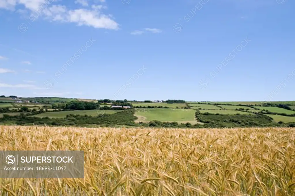 Barley field in County Waterford, Ireland