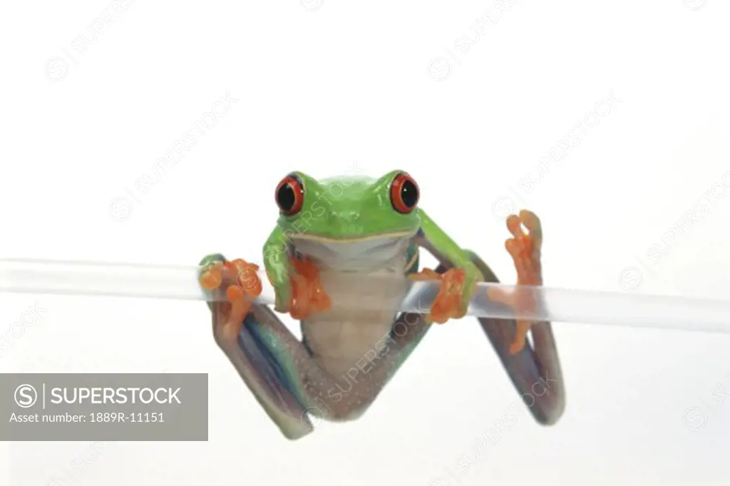 Red eyed tree frog on clear plastic straw
