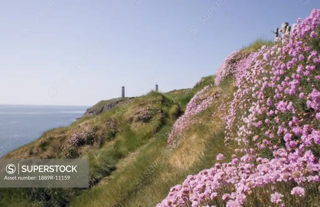 Tramore, Co Waterford, Ireland, Seapink (flowers) and The Metal Man in the background