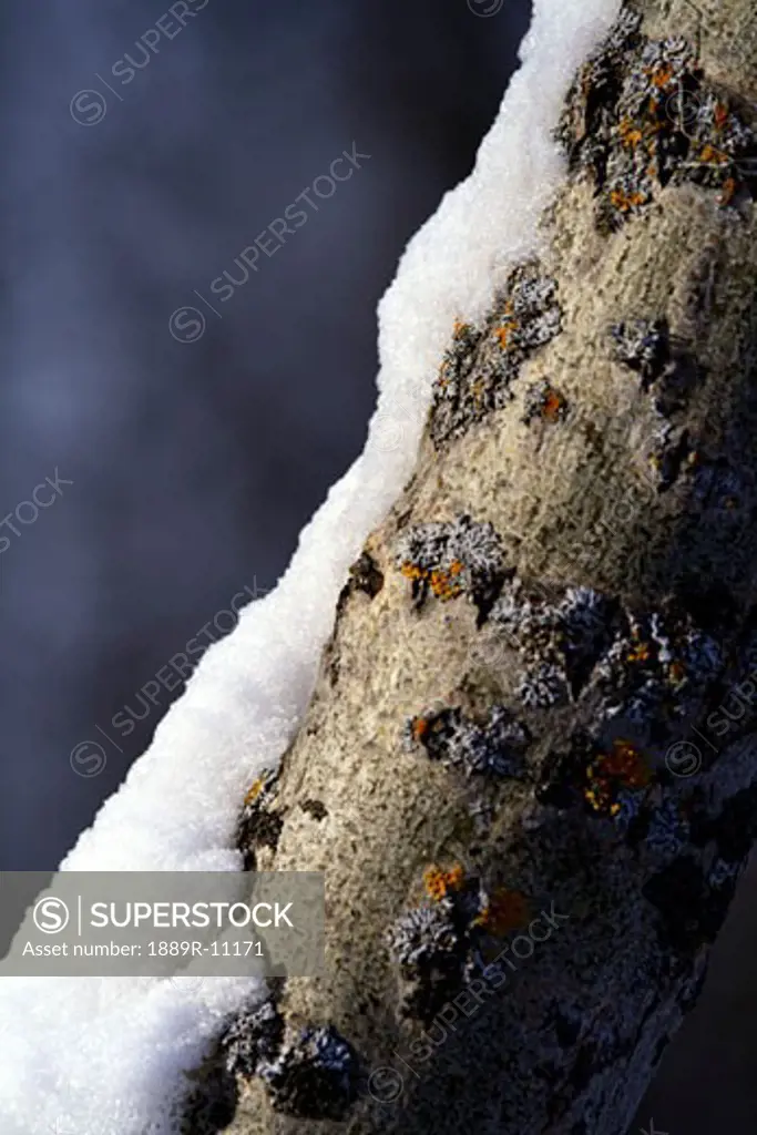 Tree trunk with snow on it