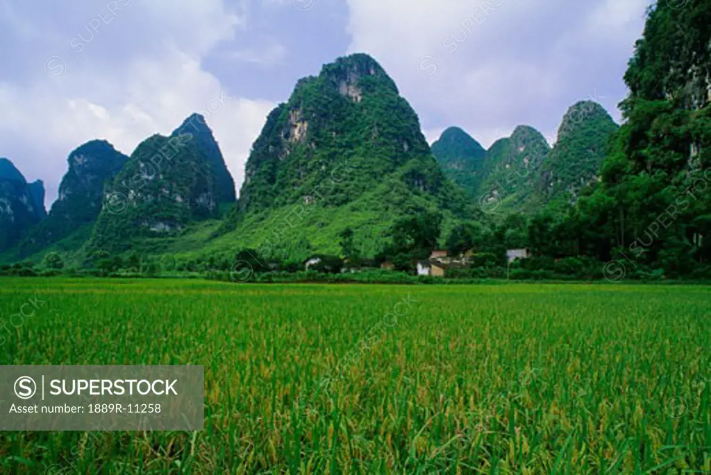 Rice field near Yangshuo in China  