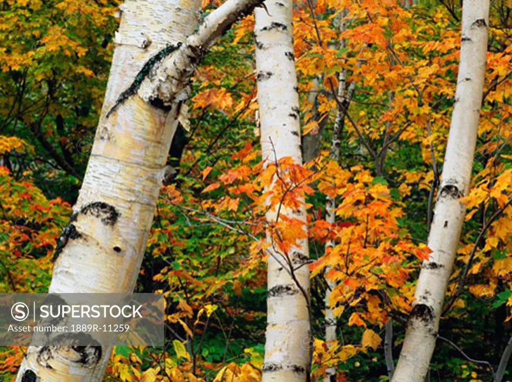 American White Birch tree trunks and maple leaves in autumn, New Hampshire, USA