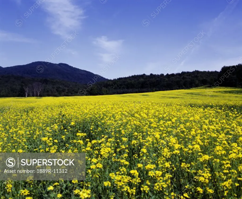 Meadow with yellow flowers and mountain on horizon, Eastern townships, Quebec, Canada