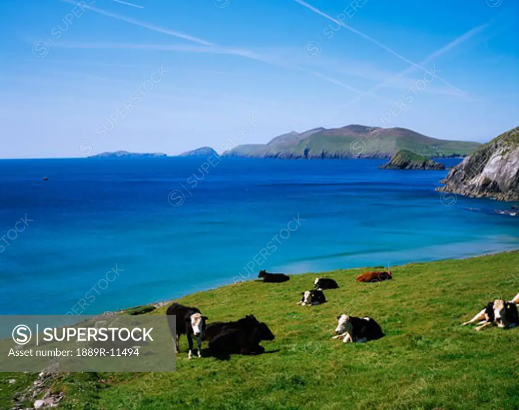 Holstein-Friesian Cattle, Slea Head, Blasket Islands, Co Kerry, Ireland