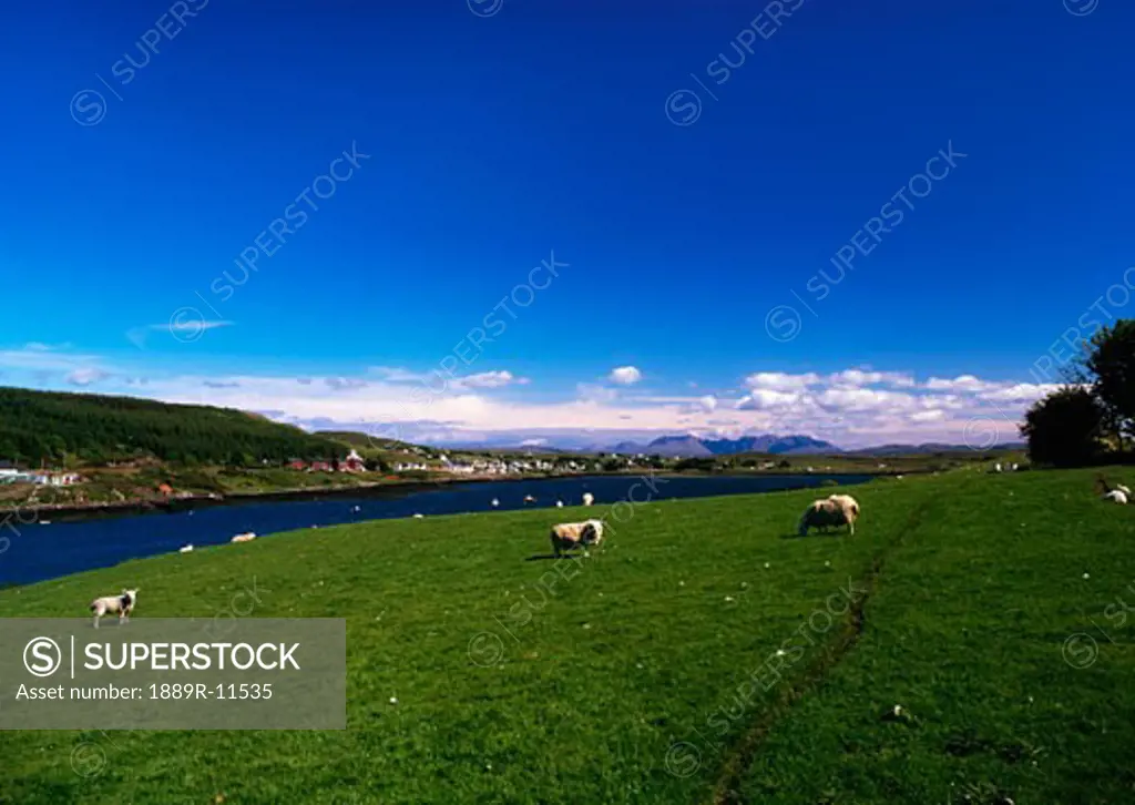 Sheep, Farm On The Isle Of Skye, Scotland
