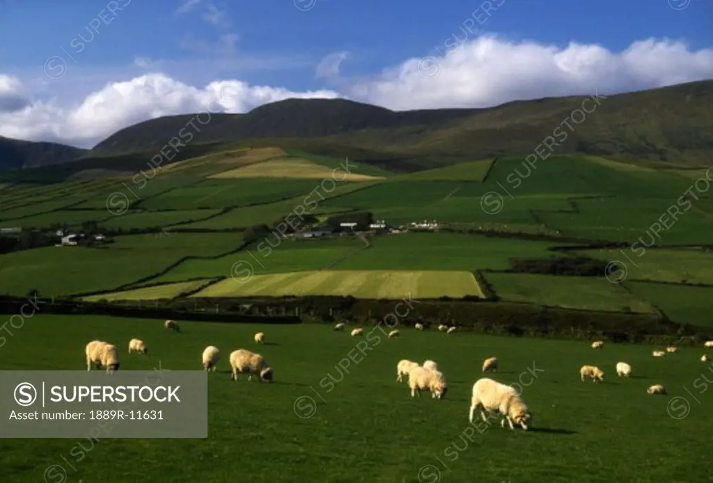 Sheep, Dingle Peninsula, Co Kerry, Ireland