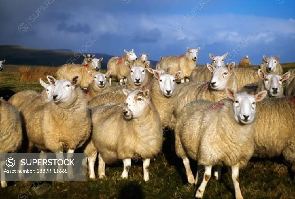 Sheep, Ballymena, Ireland