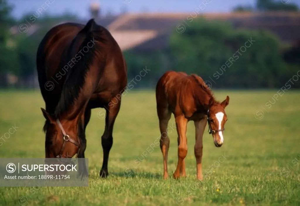 Thoroughbred horses, mare & foal