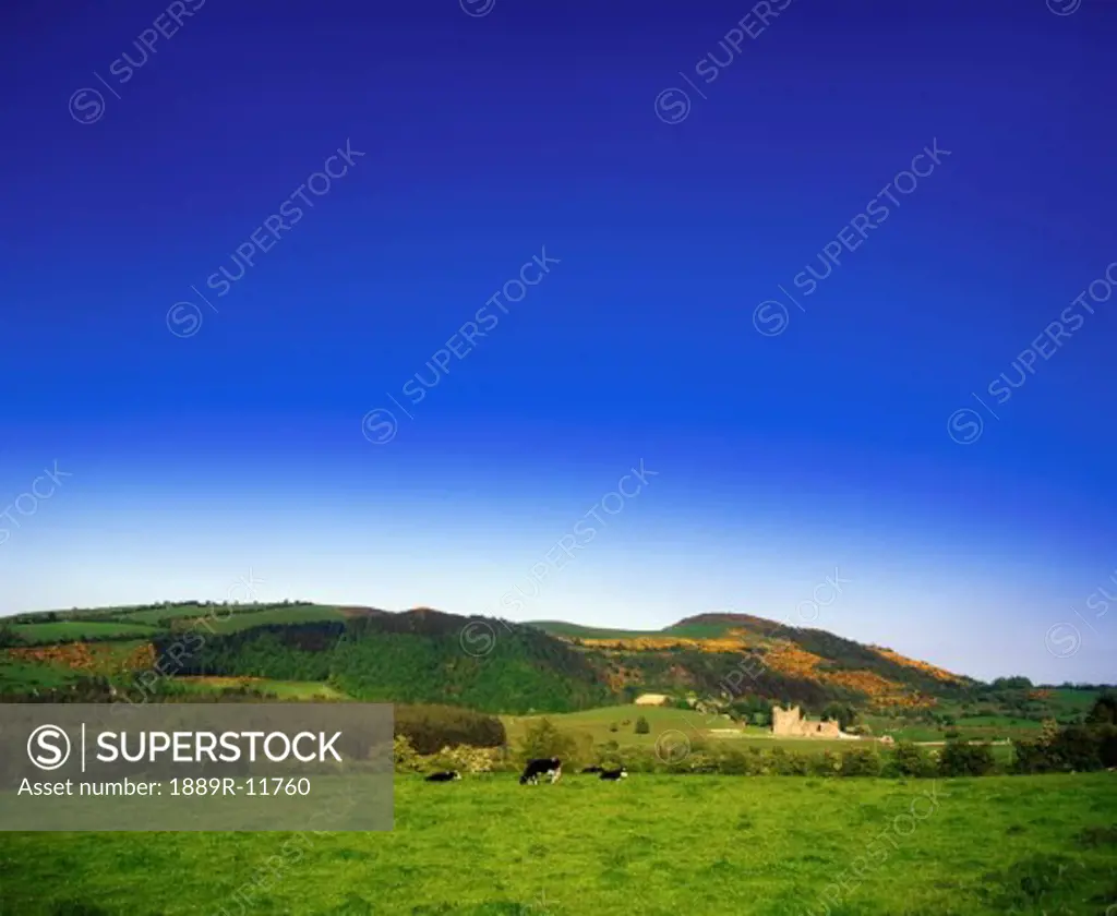 Holstein-Friesian Cattle, Fore Abbey, Co Westmeath, Ireland