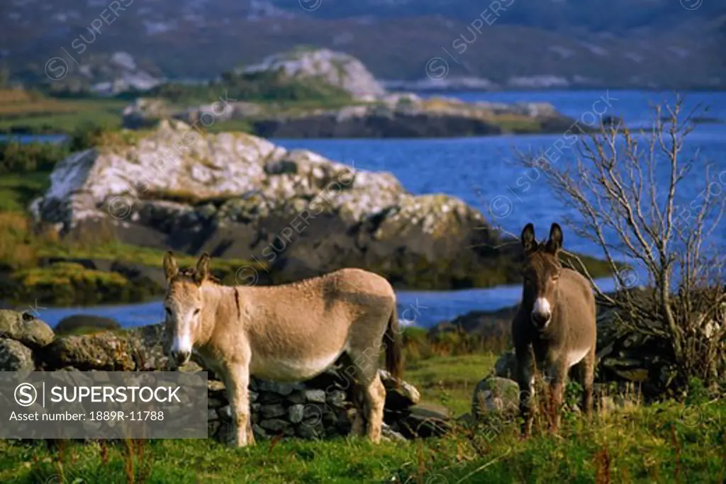 Donkey, Letterfrack, Connemara, Co Galway, Ireland