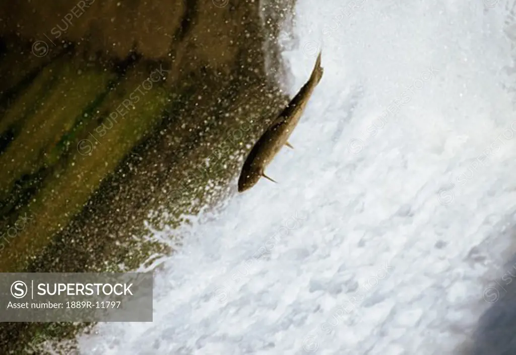 A salmon leaping out of water