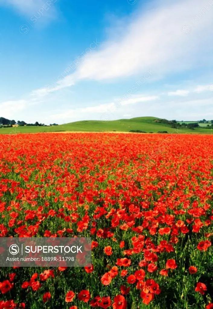 A sea of wild poppies