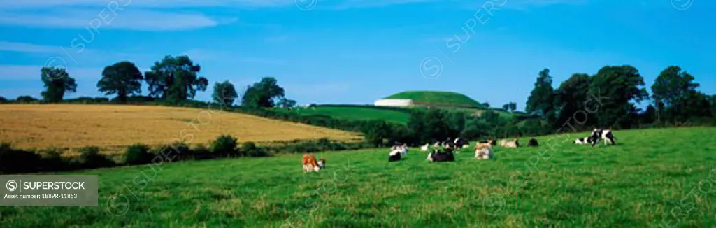 Holstein-Friesian cattle in front of Newgrange, Ireland
