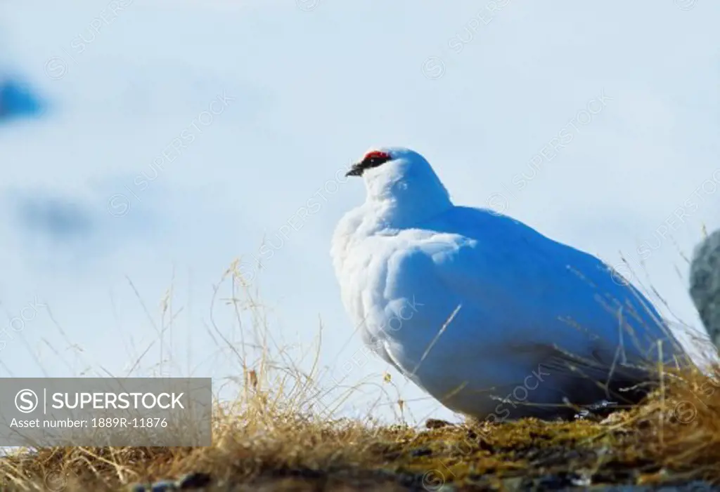 Ptarmigan in winter plumage