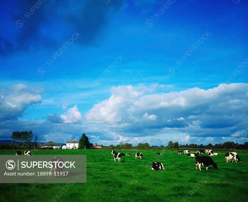 Holstein-Friesian Cattle near Thurles, Co Tipperary, Ireland