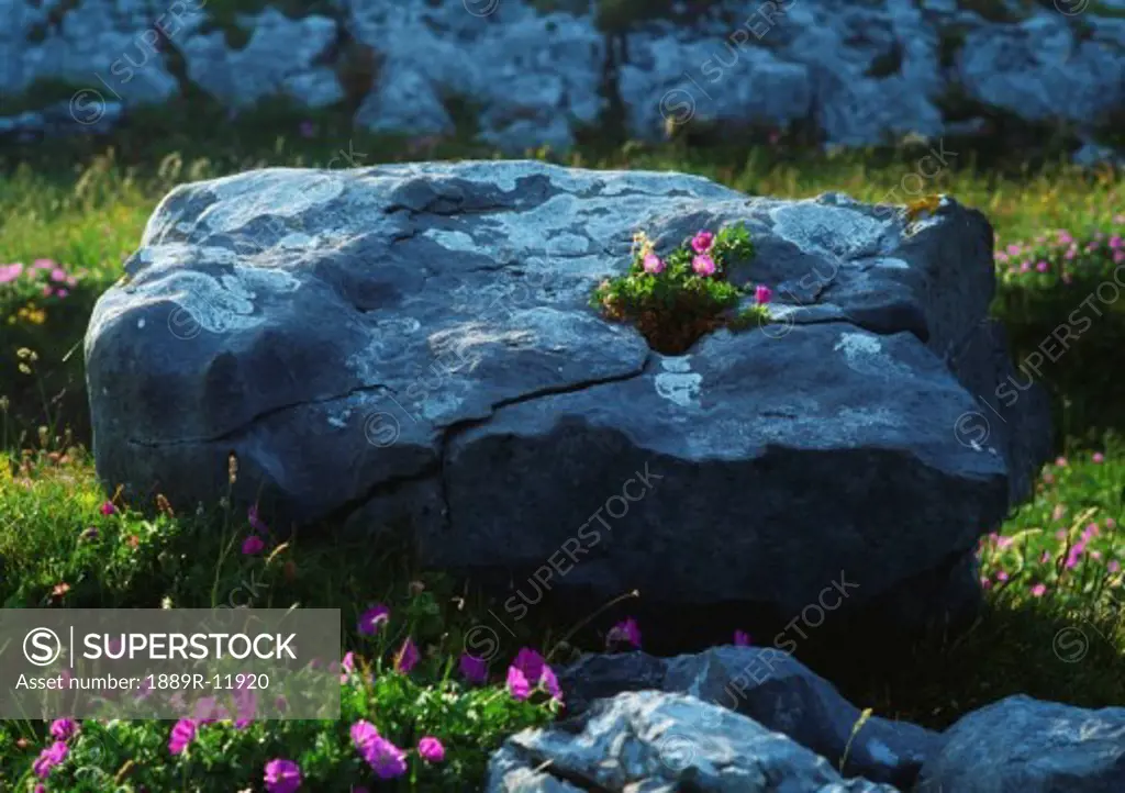 Limestone & wildflowers, The Burren, Co Clare, Ireland